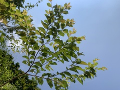 Lagerstroemia subcostata