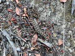 Crotalus oreganus oreganus