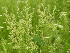 Senegalia bonariensis