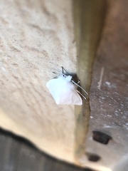 Erebidae