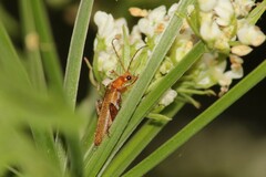 Cantharis cryptica