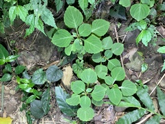 Impatiens walleriana
