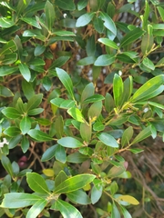 Ilex vomitoria