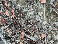 Crotalus oreganus oreganus