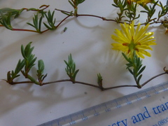 Lampranthus explanatus