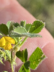 Medicago truncatula