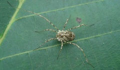 Lacinius dentiger