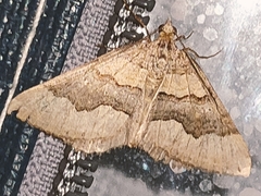 Scotopteryx coelinaria