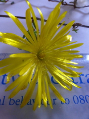 Lampranthus explanatus