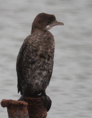 Microcarbo pygmaeus
