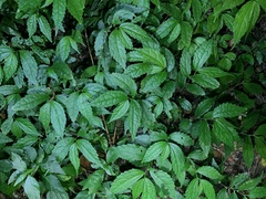 Elatostema cyrtandrifolium