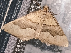 Scotopteryx coelinaria
