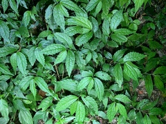 Elatostema cyrtandrifolium