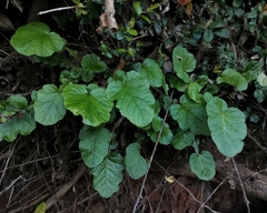 Francoa appendiculata