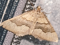 Scotopteryx coelinaria