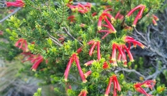 Erica discolor