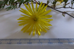Lampranthus explanatus