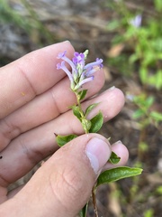 Lamiaceae