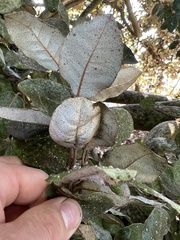 Elaeagnus