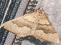 Scotopteryx coelinaria