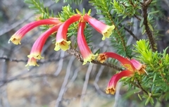 Erica discolor