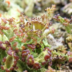 Cladonia gracilis