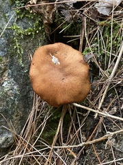 Aureoboletus roxanae