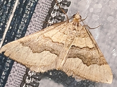 Scotopteryx coelinaria