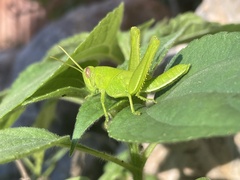 Cyrtacanthacridini