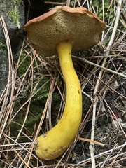 Aureoboletus roxanae