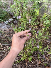 Lamiaceae