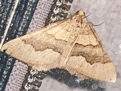 Scotopteryx coelinaria