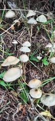 Psilocybe serbica