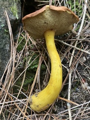 Aureoboletus roxanae