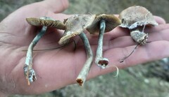 Psilocybe serbica