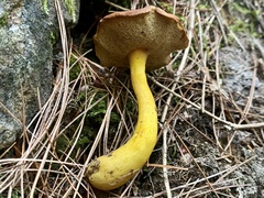 Aureoboletus roxanae