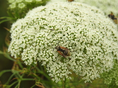 Brachygastra lecheguana