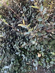 Elaeagnus
