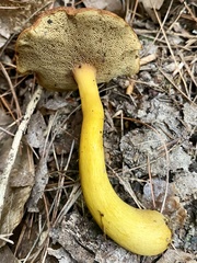 Aureoboletus roxanae