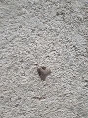 Lepidoptera