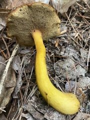 Aureoboletus roxanae