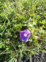 Ipomoea nil