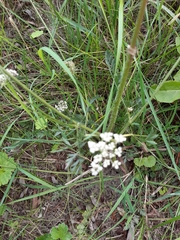 Anthriscus sylvestris