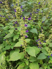Salvia mexicana