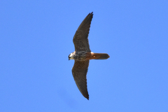 Falco subbuteo