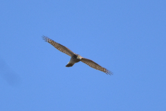 Accipiter nisus