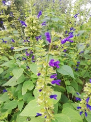 Salvia mexicana
