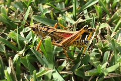 Romalea microptera