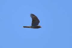 Accipiter nisus
