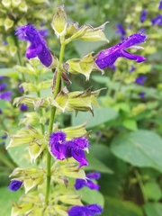 Salvia mexicana